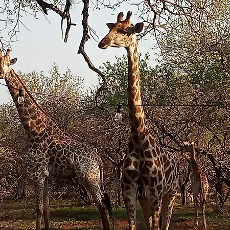Le Lion Dort Villa Marloth Park Exterior photo